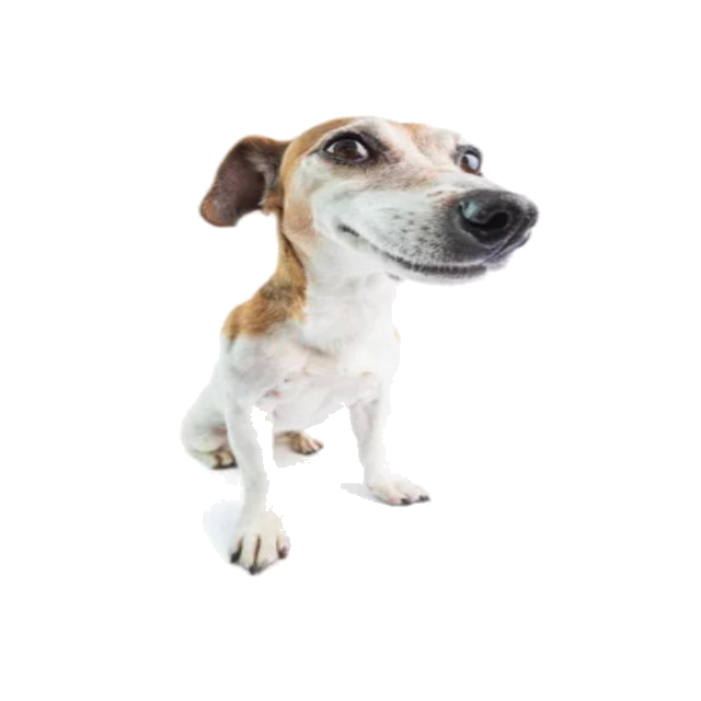 da dog